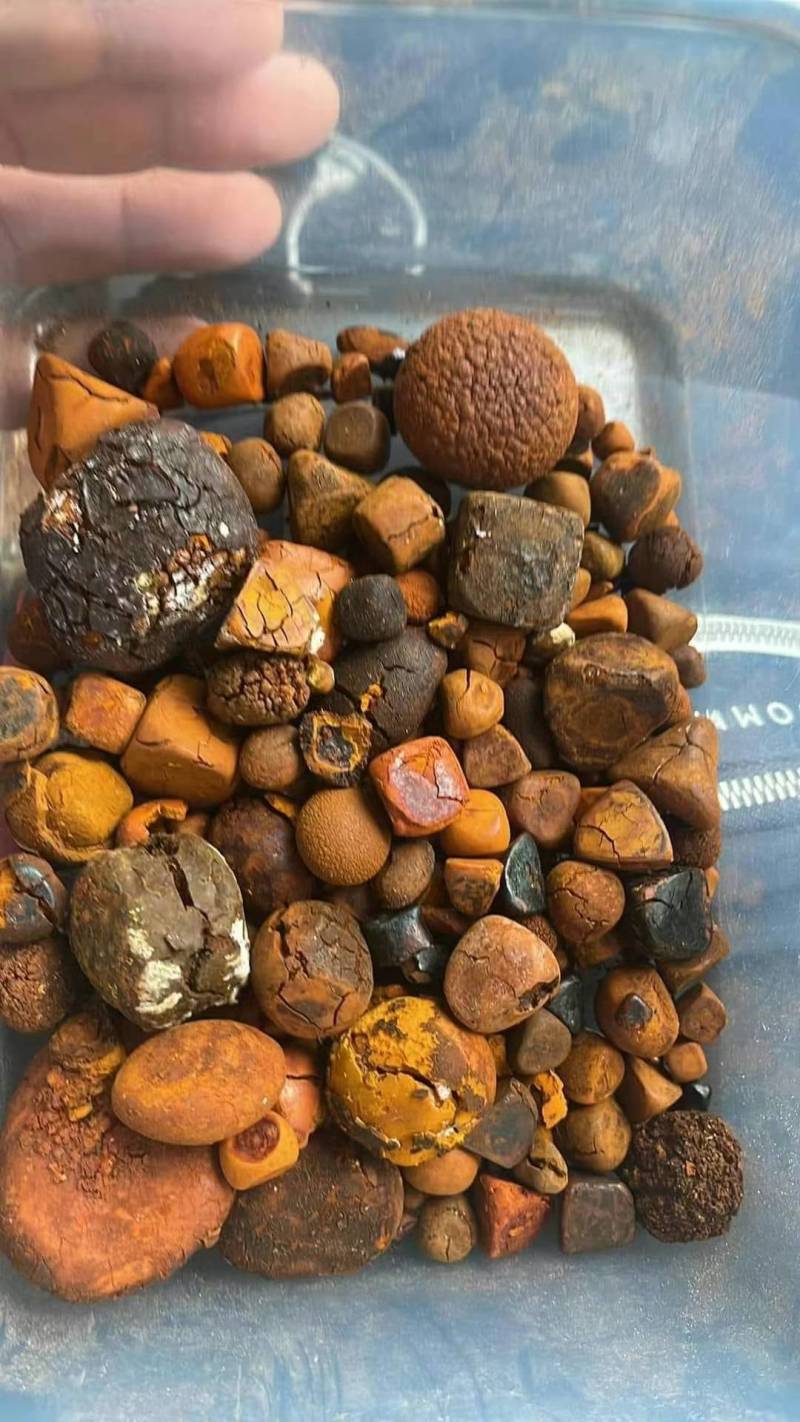 高价现金收购天然牛黄有量你就来