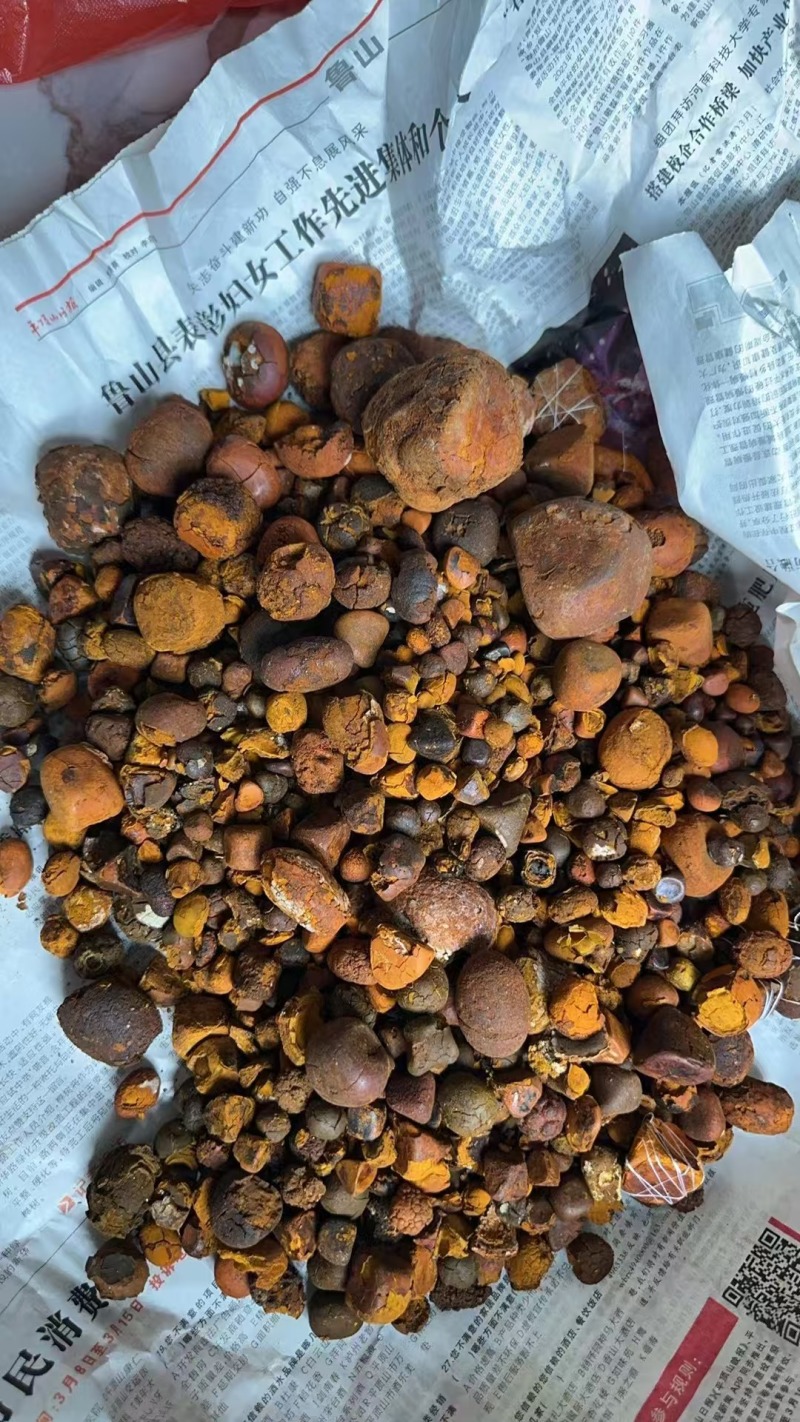 高价现金收购天然牛黄有量你就来