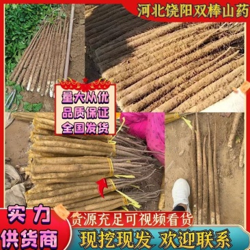 推荐山药河北双棒山药产地直供现挖供全国超市社区团购