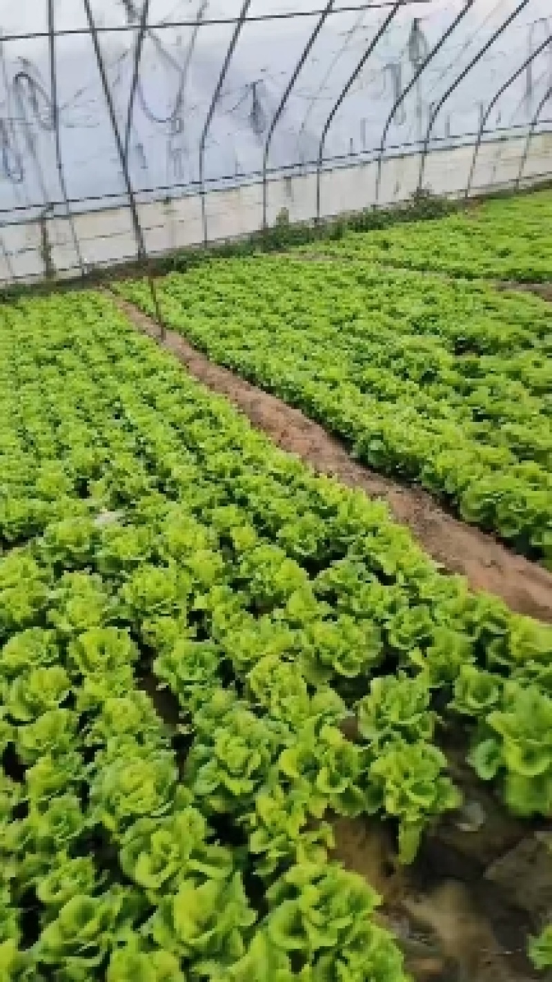 【实力推荐】精品新鲜对接市场电商可打冷箱装代发全国