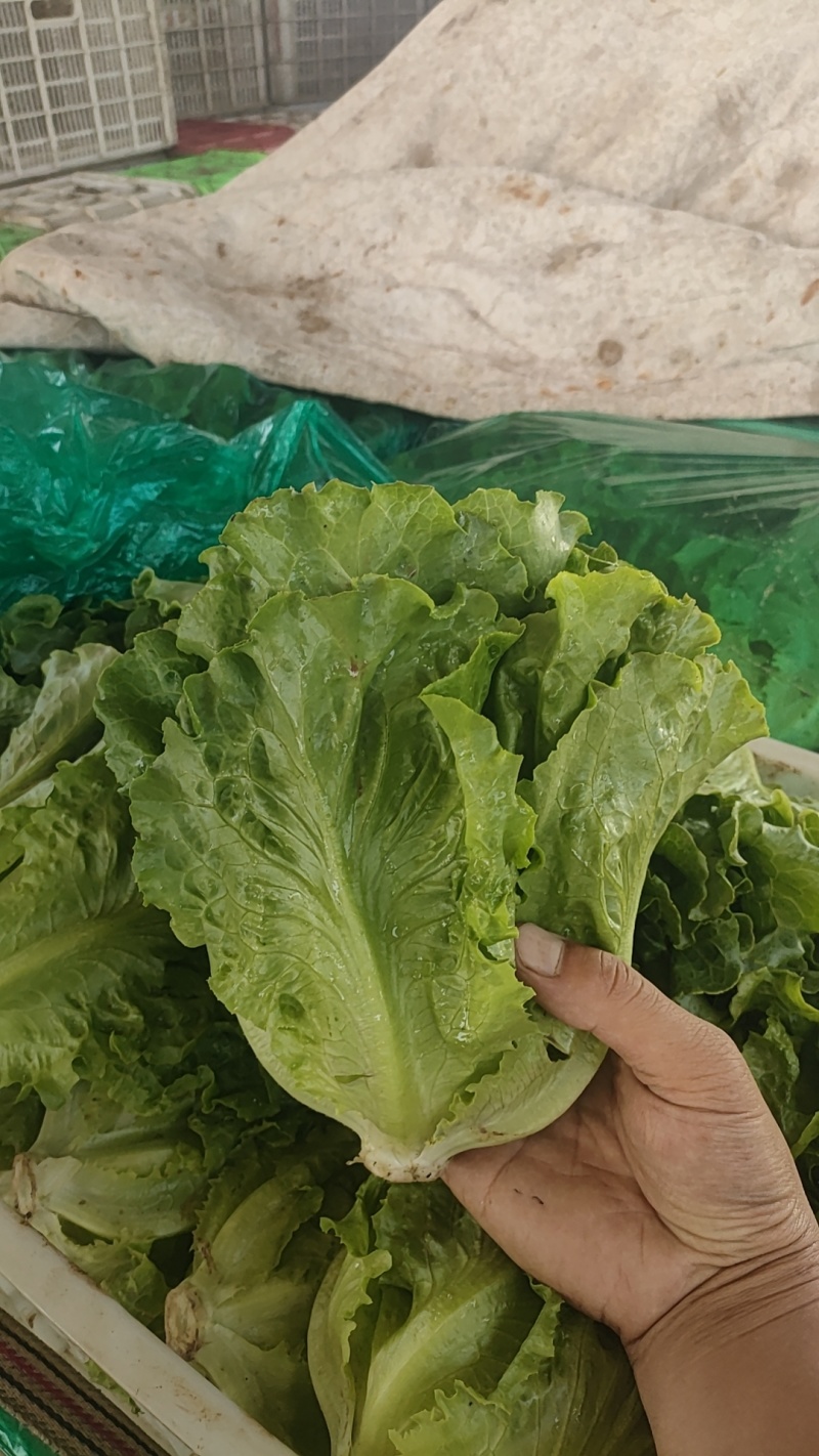 【实力推荐】精品新鲜对接市场电商可打冷箱装代发全国