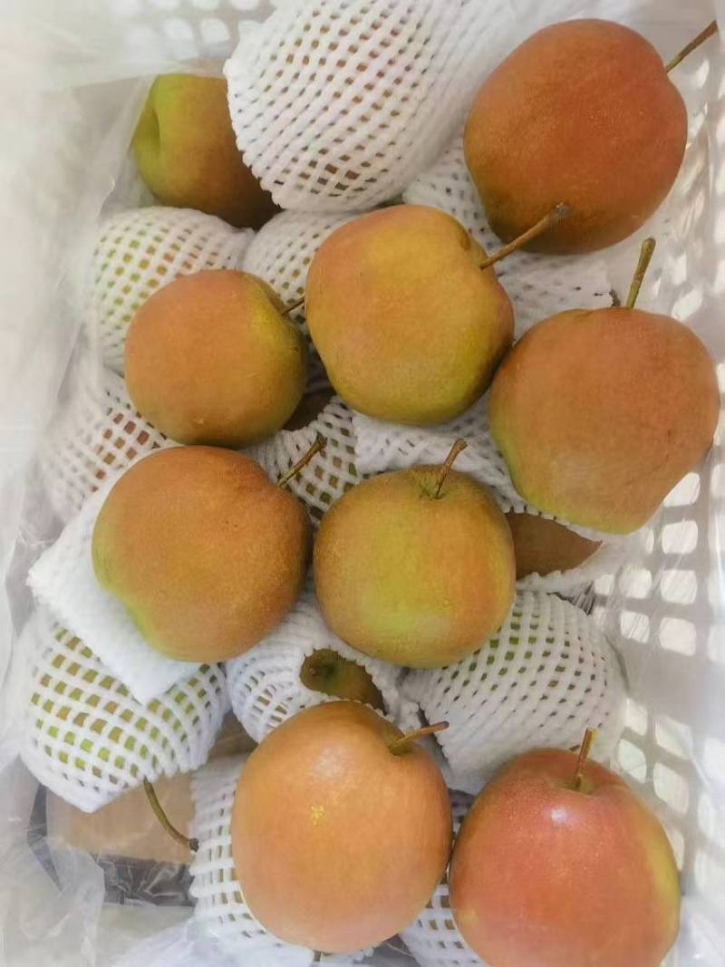 红香酥梨赵县梨产地直发品质保障量大优惠可视频看货