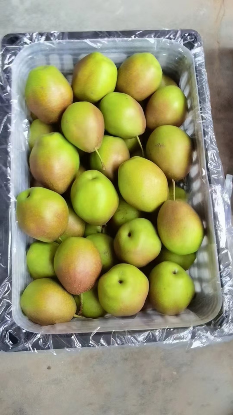 红香酥梨赵县梨产地直发品质保障量大优惠可视频看货