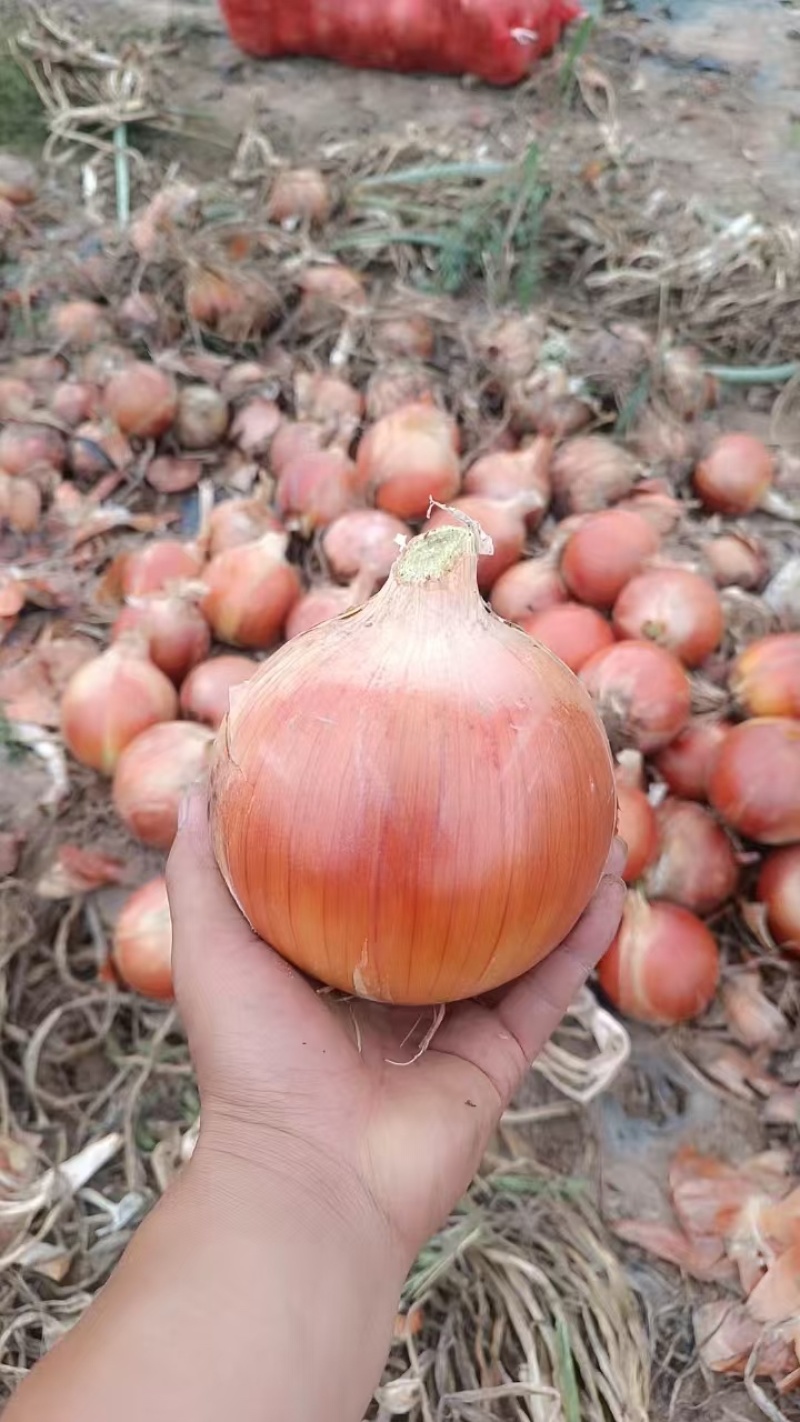 精品黄皮洋葱大量供应产地一手货源支持现场看货