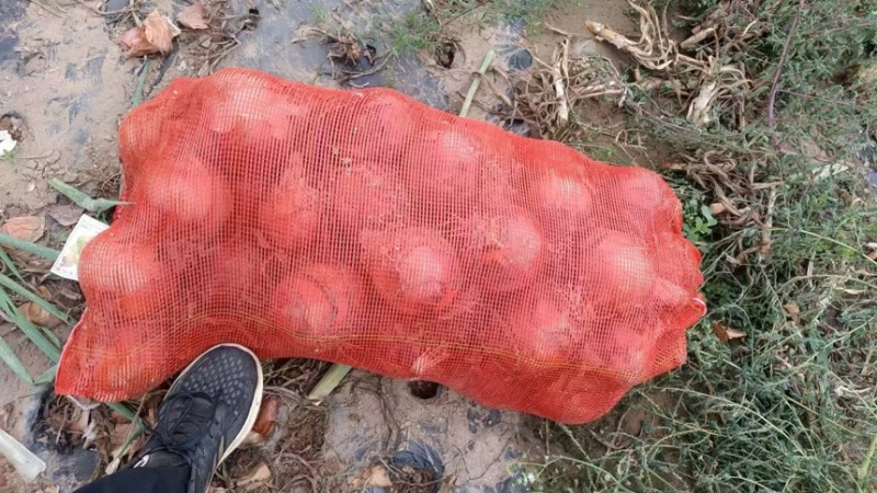 精品黄皮洋葱大量供应产地一手货源支持现场看货