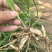陕西汉中白芨种苗，2公分以上，量大从优，欢迎来电咨询！！