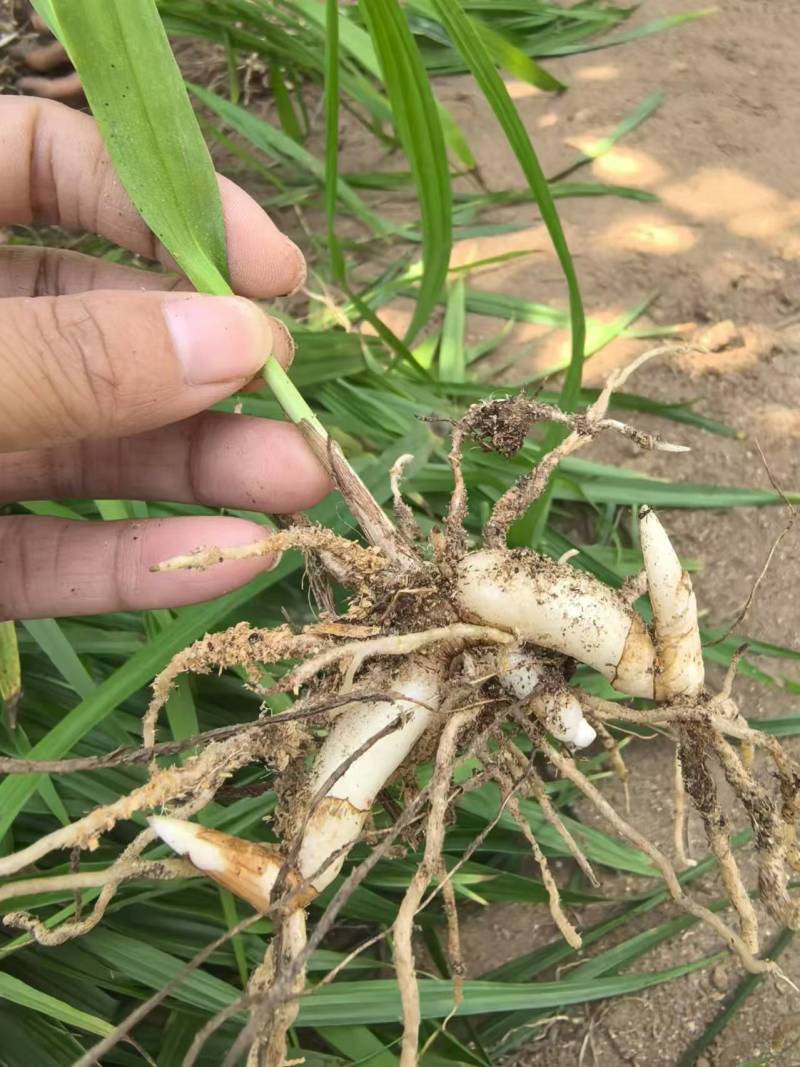 陕西汉中白芨种苗，2公分以上，量大从优，欢迎来电咨询！！