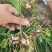 陕西汉中白芨种苗，2公分以上，量大从优，欢迎来电咨询！！