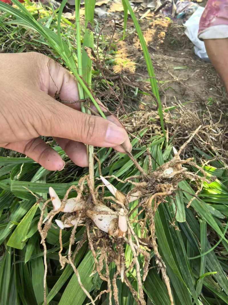 陕西汉中白芨种苗，2公分以上，量大从优，欢迎来电咨询！！