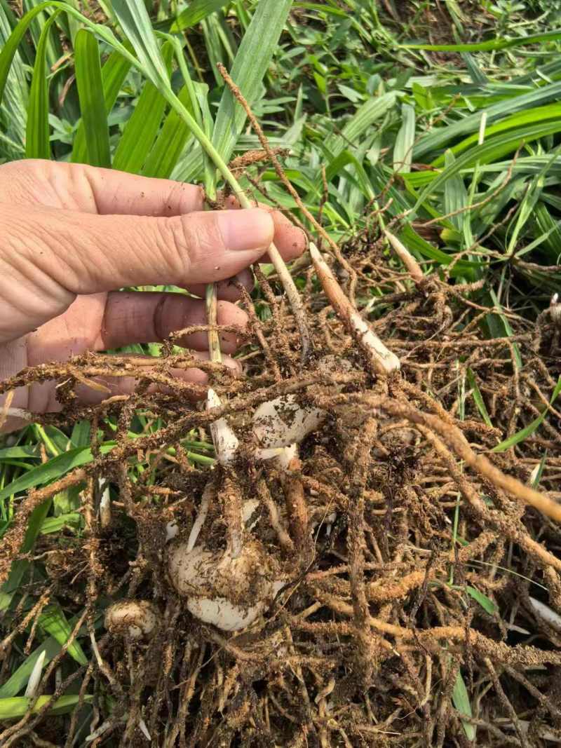 陕西汉中白芨种苗，2公分以上，量大从优，欢迎来电咨询！！