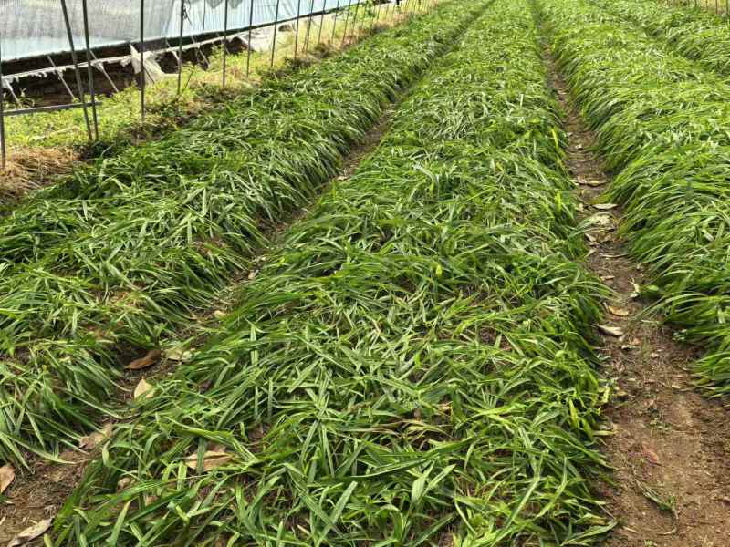 陕西汉中白芨种苗，2公分以上，量大从优，欢迎来电咨询！！