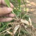 陕西汉中白芨种苗，2公分以上，量大从优，欢迎来电咨询！！