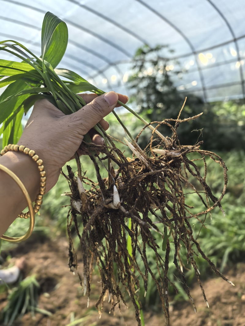 陕西汉中白芨种苗，2公分以上，量大从优，欢迎来电咨询！！