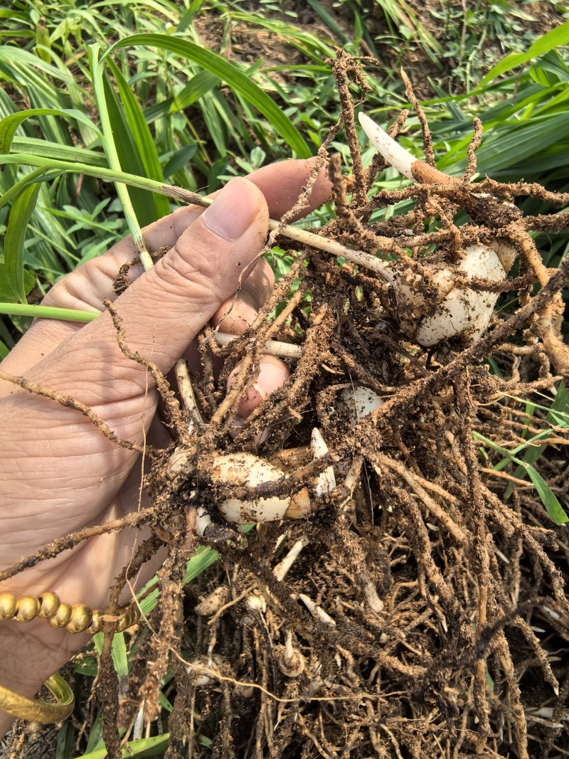 陕西汉中白芨种苗，2公分以上，量大从优，欢迎来电咨询！！