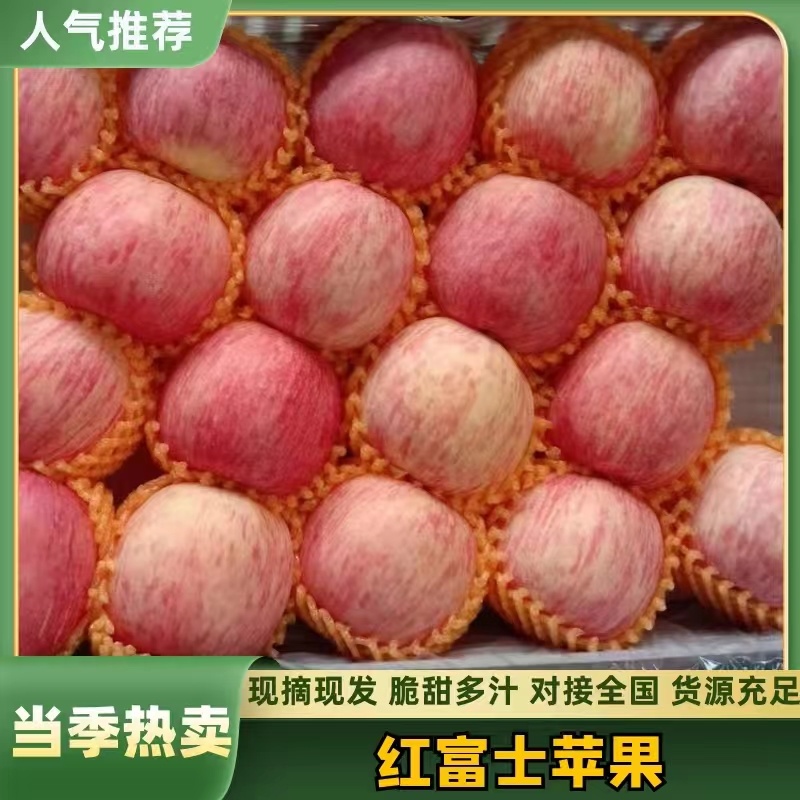 红富士苹果80以上，口感脆甜，产地直发，质量保证全国代发