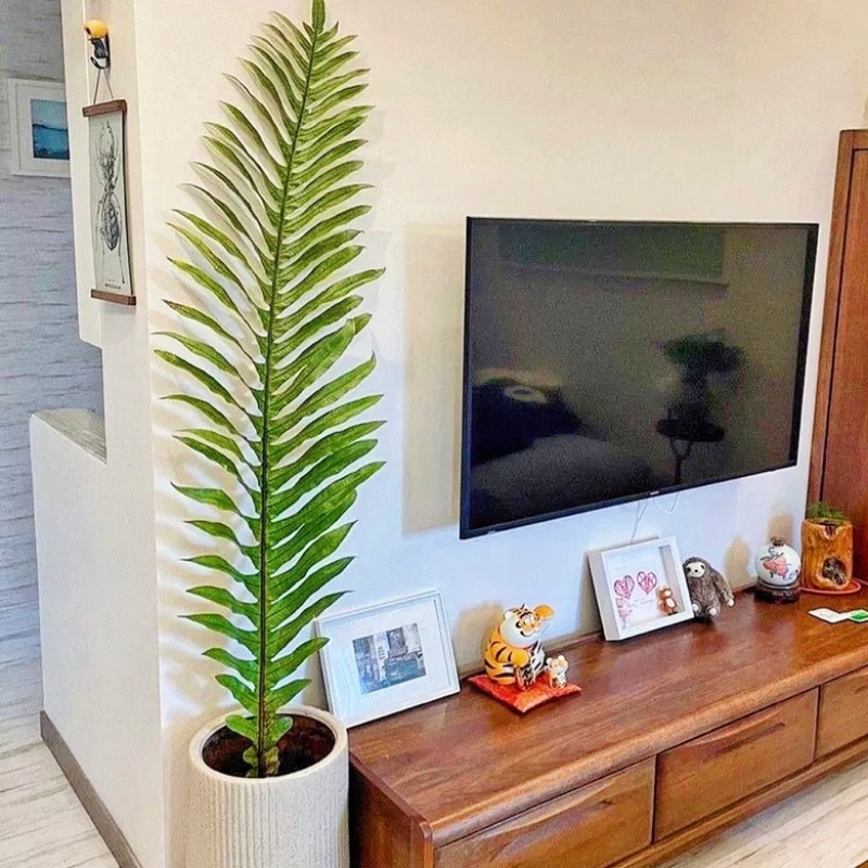 王冠蕨云南特有花卉绿植