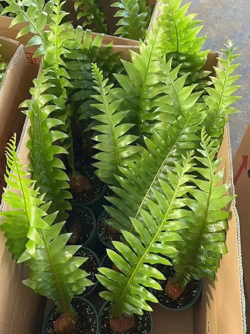 王冠蕨云南特有花卉绿植