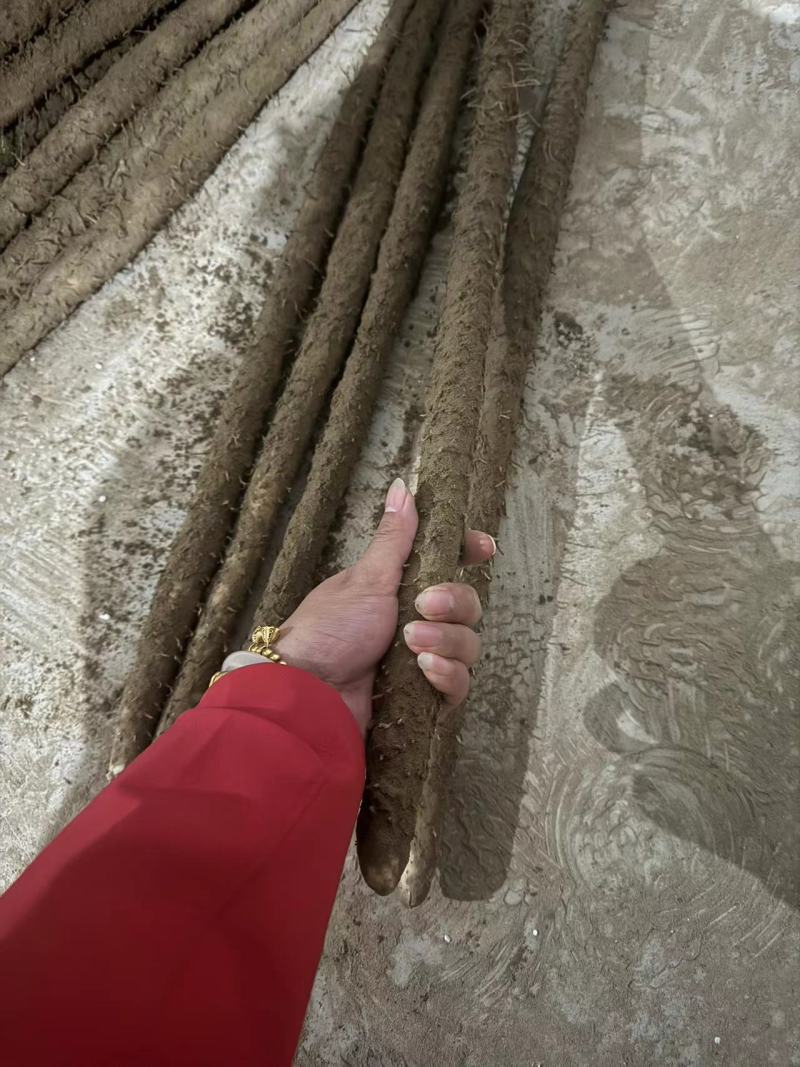 河北优质山药小白嘴白山药产地一手货源大货二路三路