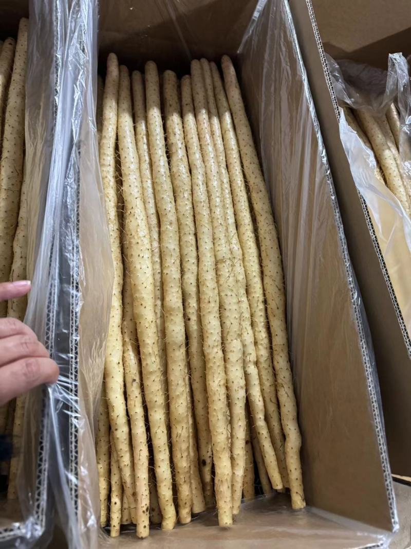 河北优质山药小白嘴白山药产地一手货源大货二路三路