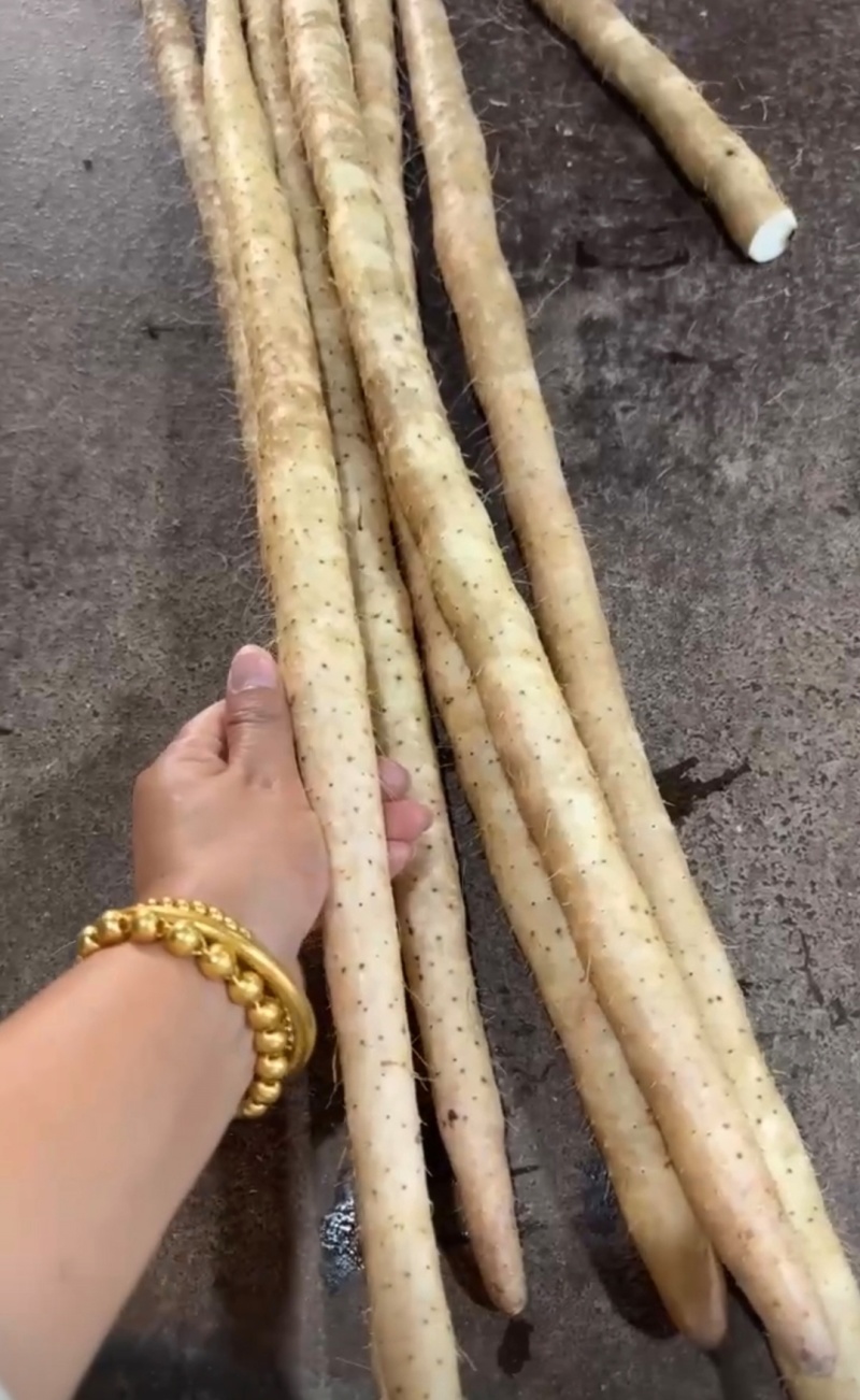 河北优质山药小白嘴白山药产地一手货源大货二路三路