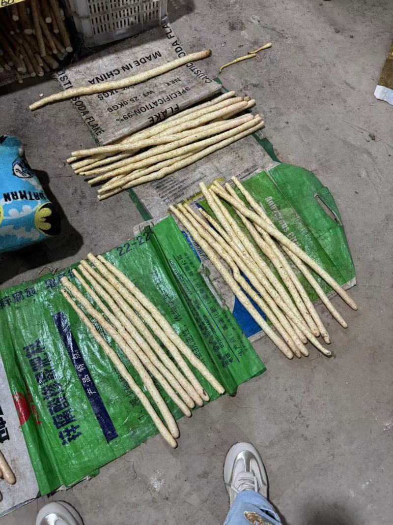 河北优质山药小白嘴白山药产地一手货源大货二路三路
