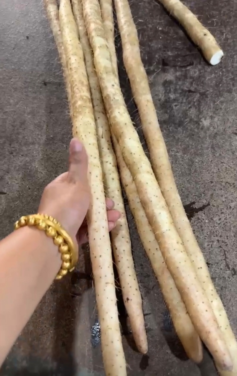 河北优质山药小白嘴白山药产地一手货源大货二路三路