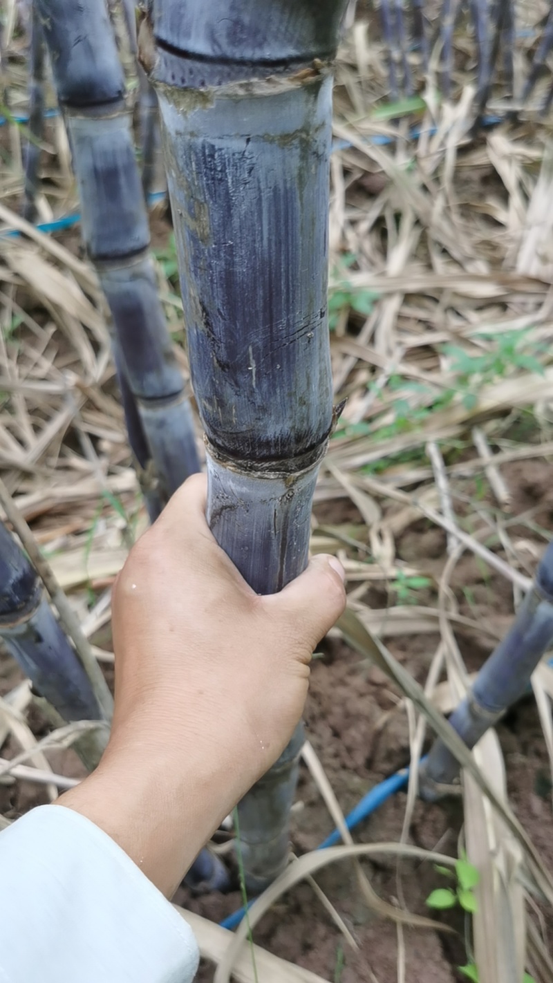 【推荐】河南紫皮甘蔗，酥，甜，脆，粗，条型好，口感甜