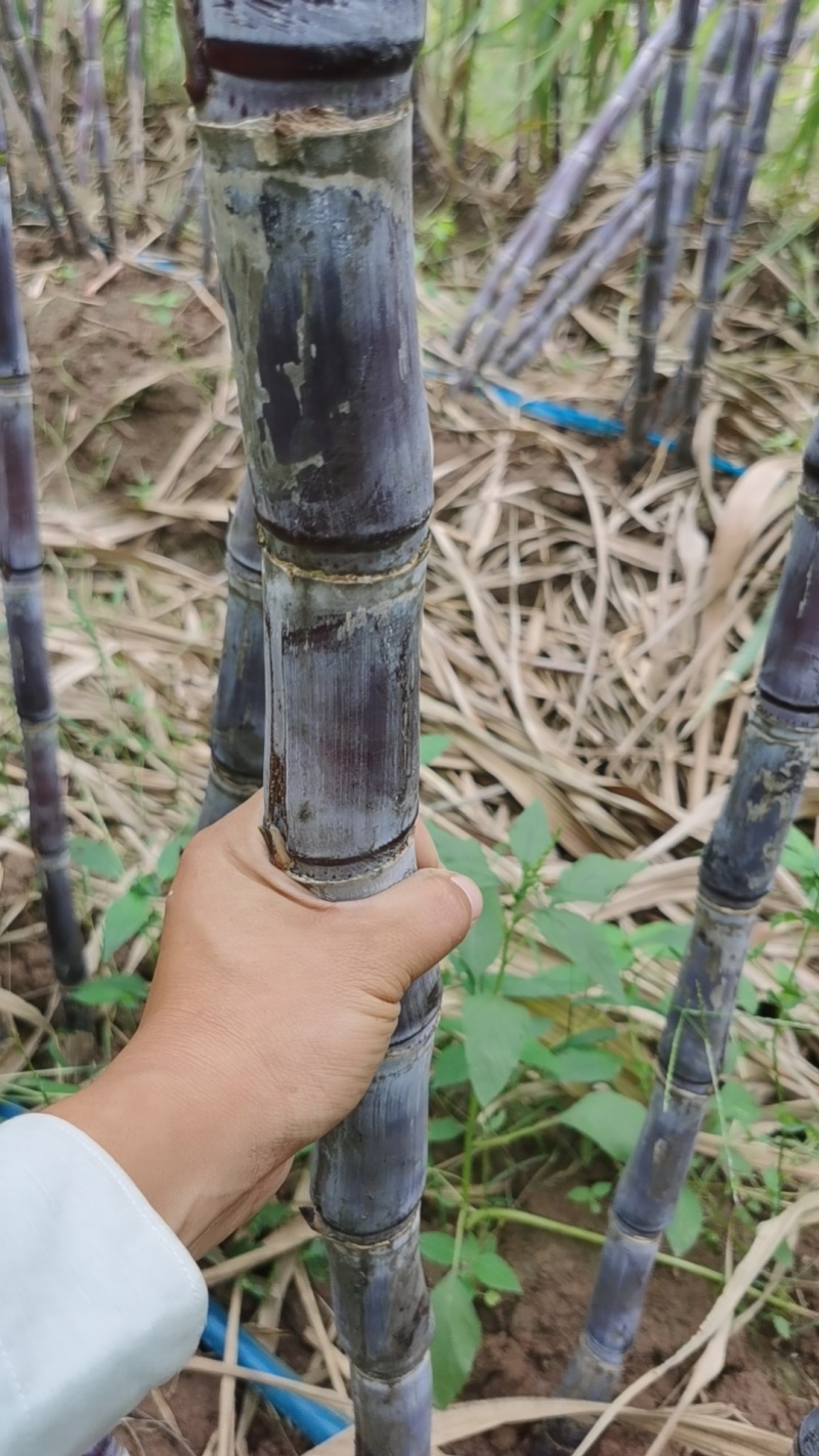 【推荐】河南紫皮甘蔗，酥，甜，脆，粗，条型好，口感甜