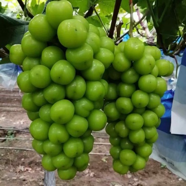 阳光玫瑰