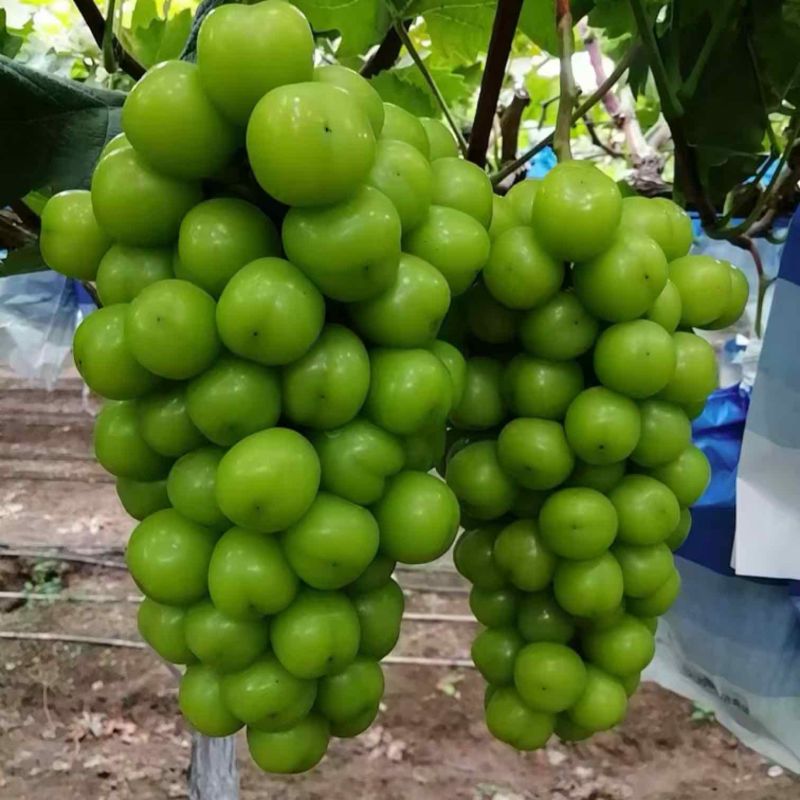 阳光玫瑰