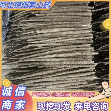 河北山药紫山药紫玉淮山药货源充足量大从优一级货