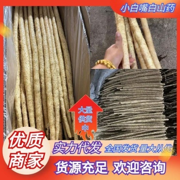 河北优质山药小白嘴白山药产地一手货源大货二路三路
