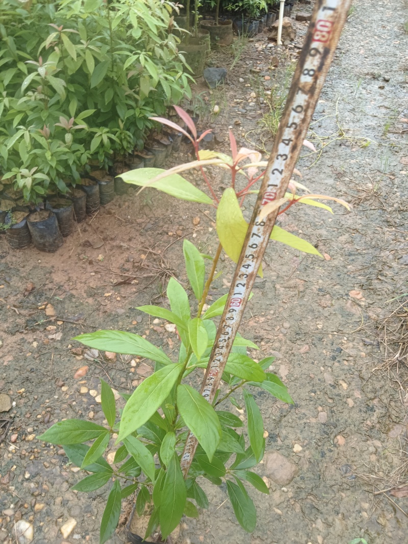 金丝楠木