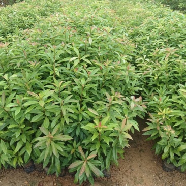 木荷