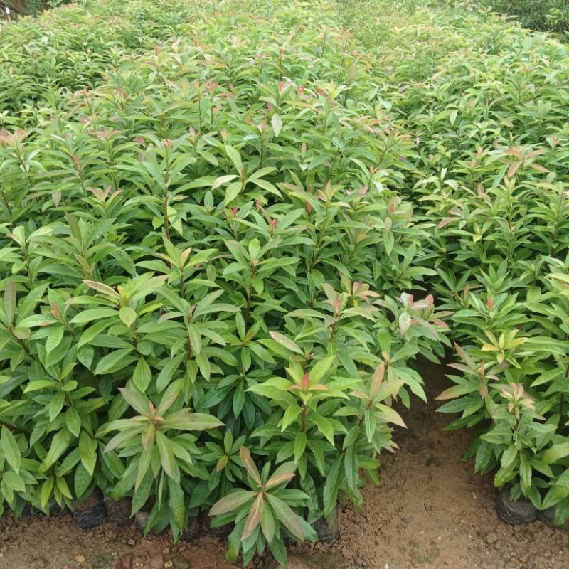 木荷