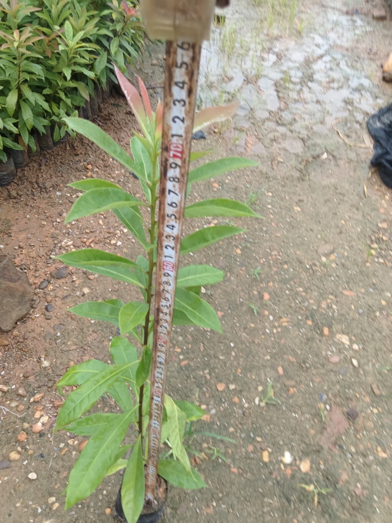 木荷