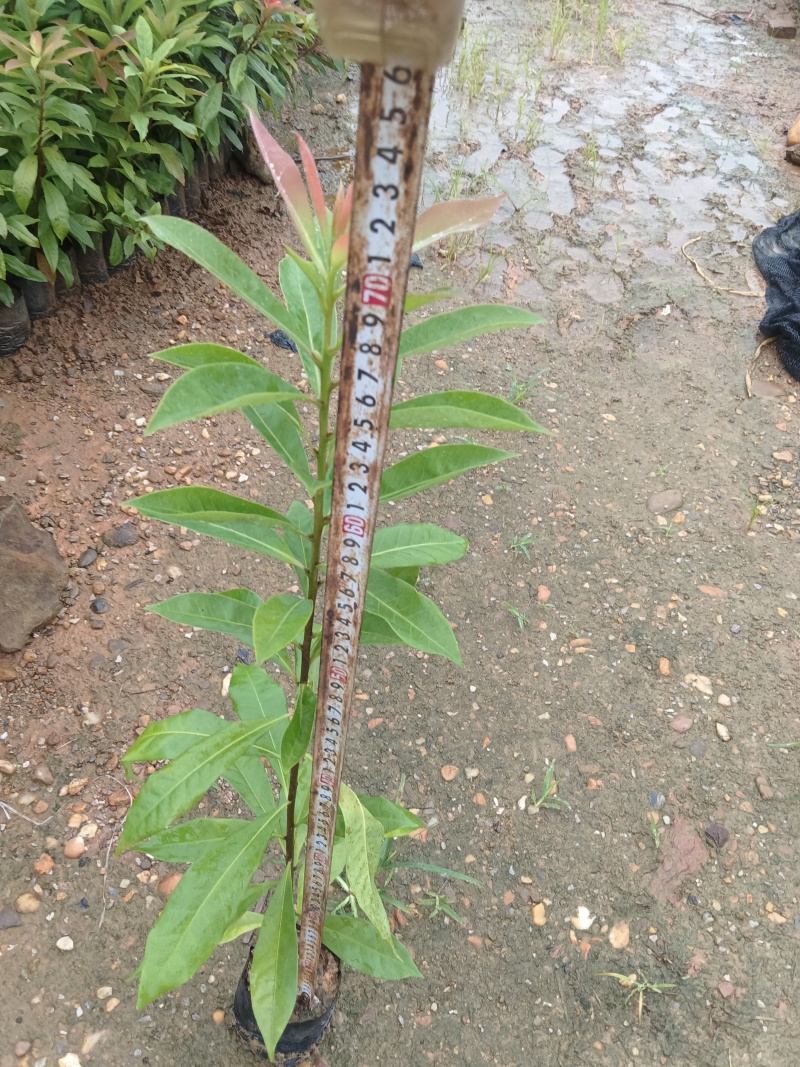 木荷