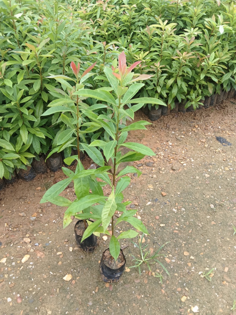 木荷