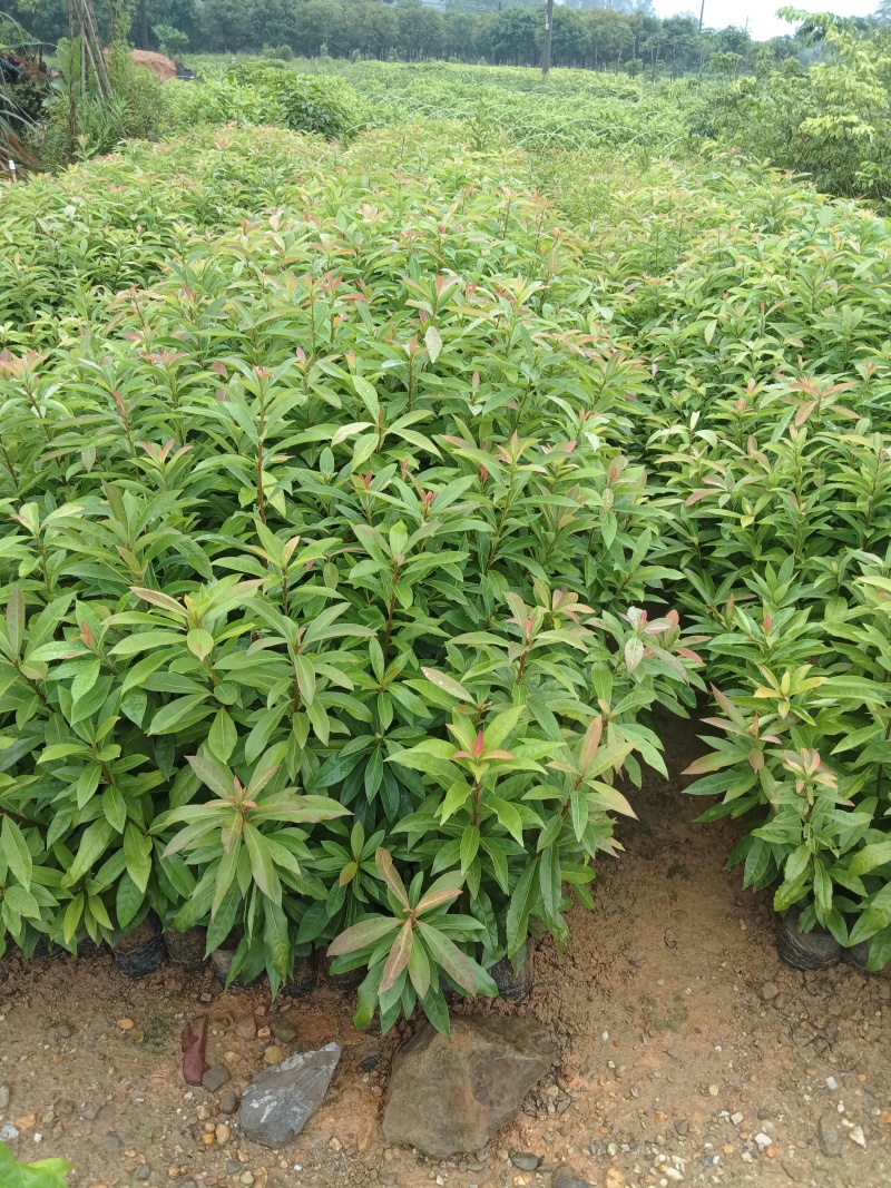 木荷