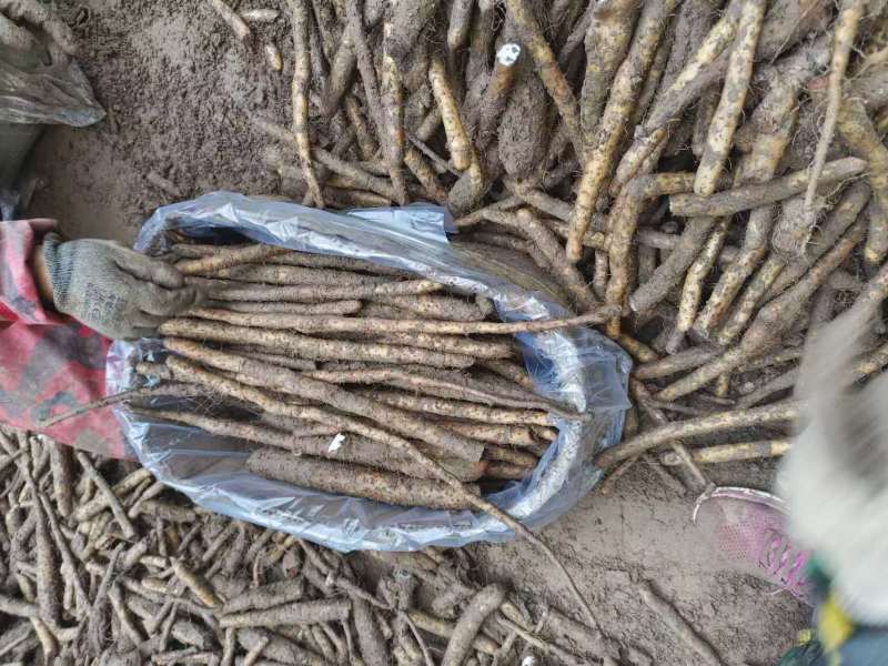 河北铁棍山药小铁棍紫山药二三级货袋装品质保证新鲜现货