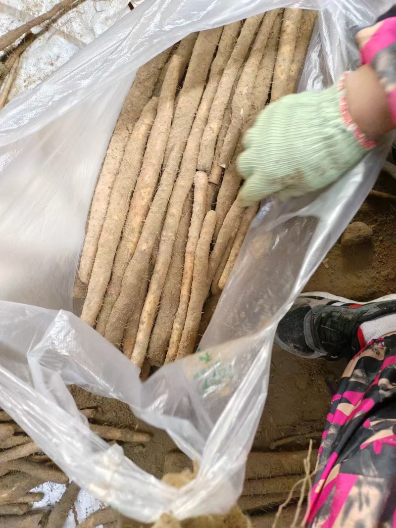 河北铁棍山药小铁棍紫山药二三级货袋装品质保证新鲜现货
