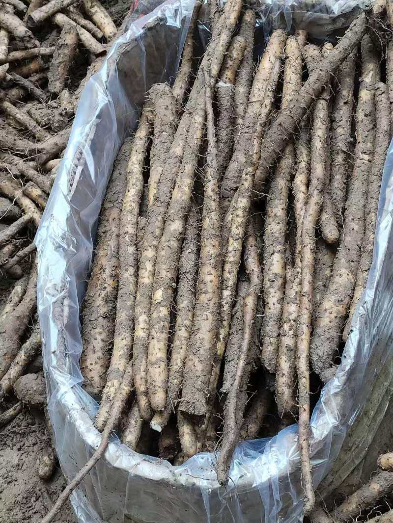 河北铁棍山药小铁棍紫山药二三级货袋装品质保证新鲜现货
