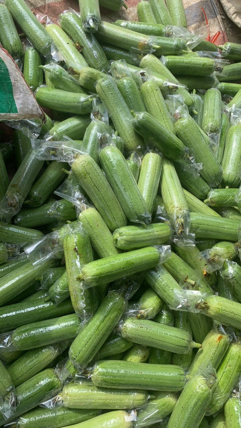 广西水瓜一手货源，大量上市