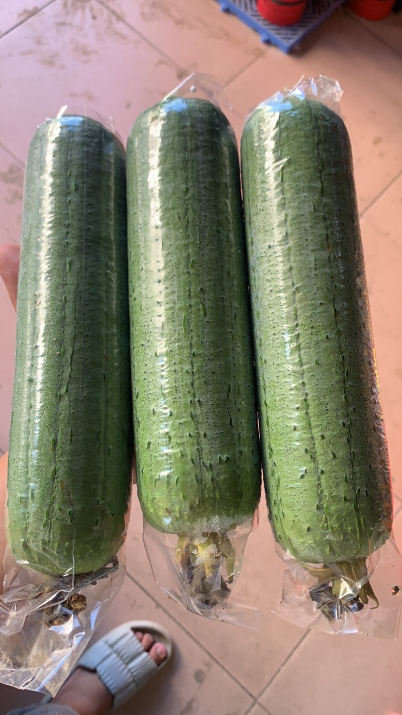 广西水瓜一手货源，大量上市
