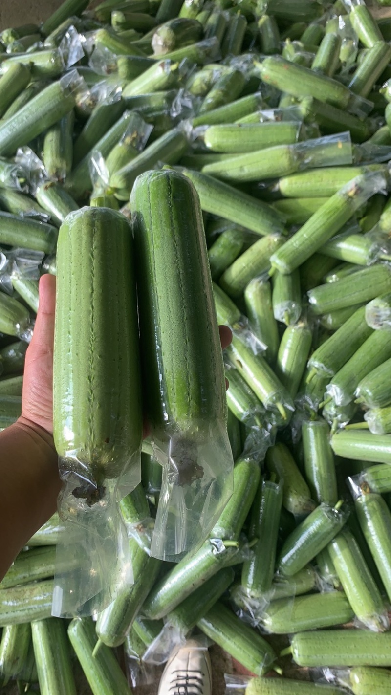 广西水瓜一手货源，大量上市