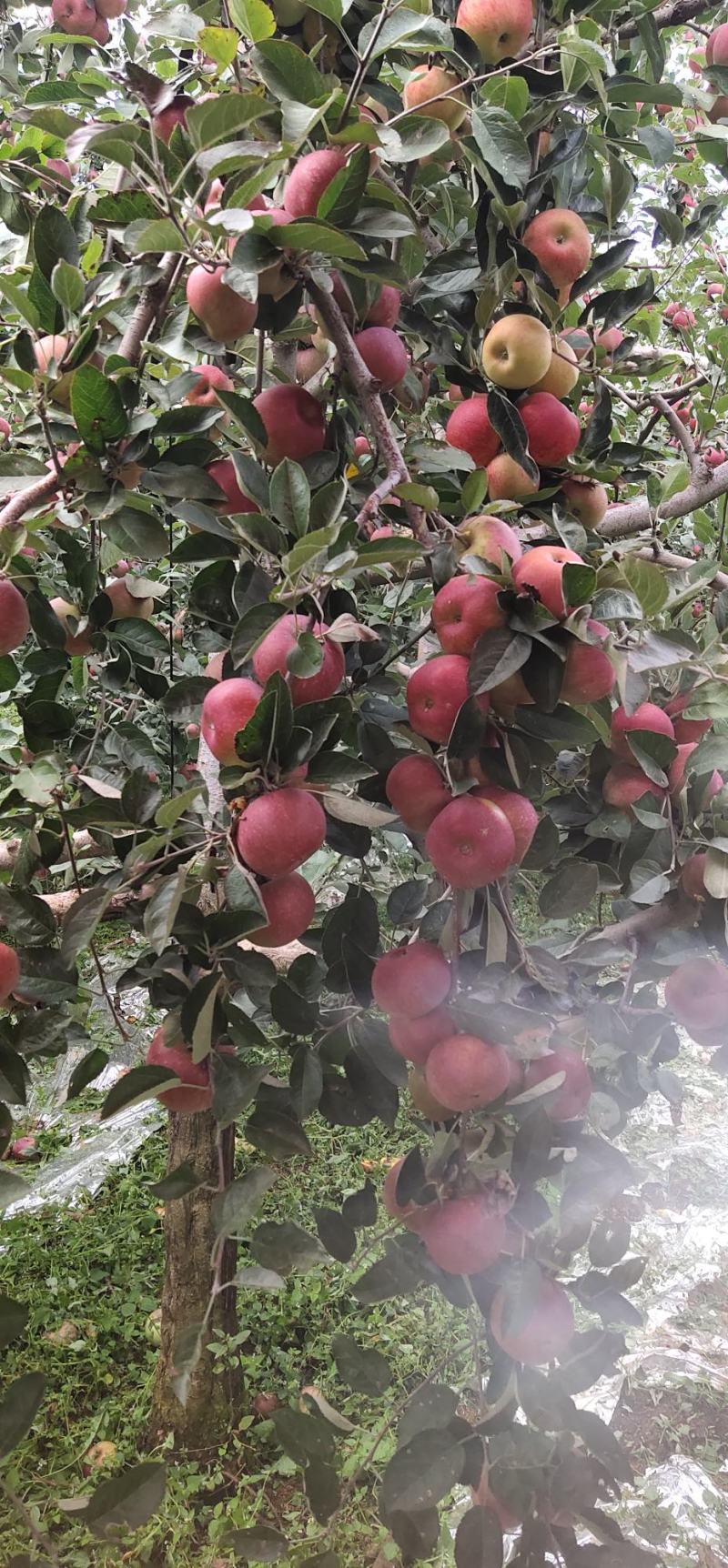大凉山盐源丑苹果专业一件代发