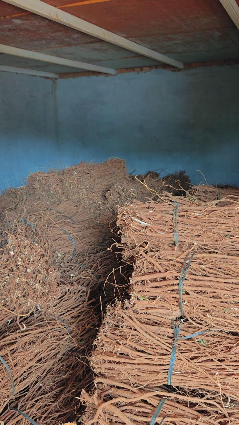 小叶红皮千斤拔大量长期供货，品质保证，价格实惠