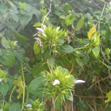 花叶假杜鹃又名：刺血红、七星剑、血路草