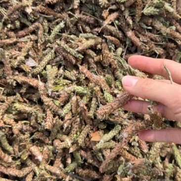 夏枯球新货选装无杂质