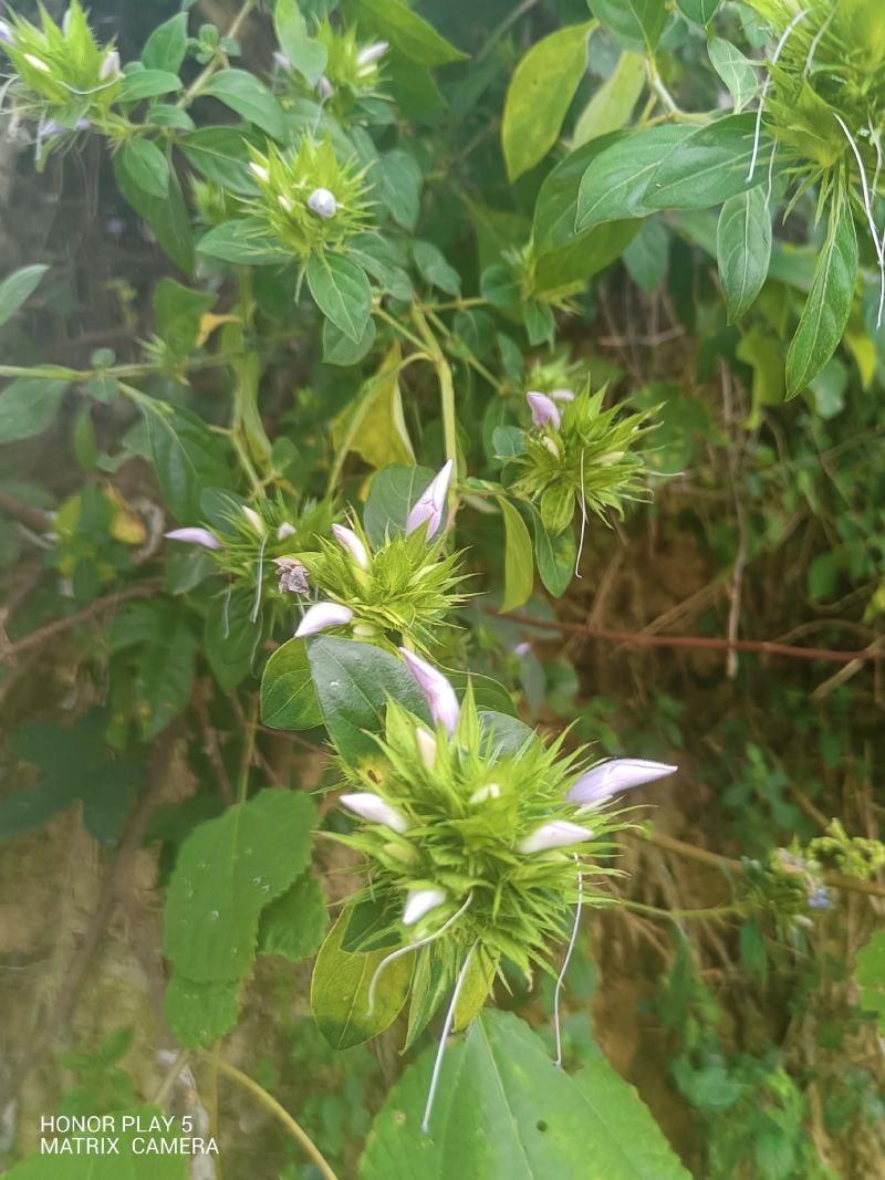 花叶假杜鹃又名：刺血红、七星剑、血路草